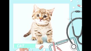 Animal Sound | Cat Sound