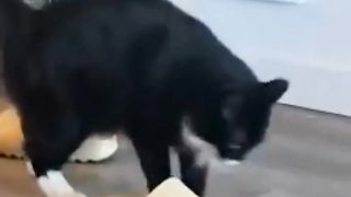 Funny Animals - Funny Cats and Dogs - Funny Animal Videos 2023
