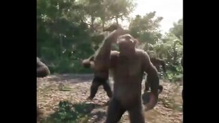 Hilarious and Entertaining Video of the Funny Beautiful Monkeys