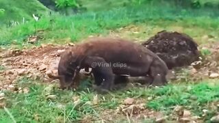 Jungle K janwar K video Jab wo shikar karte hy