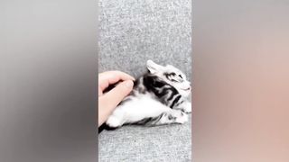 Самые смешные животные 2023 ???? Лучшие смешные кошки и собаки ???????? Часть 26