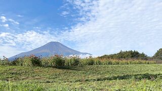 mount fuji in the morning