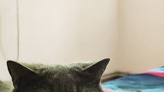 My cats