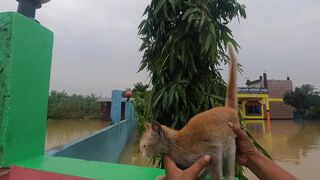Помщь кошке во время наводнения