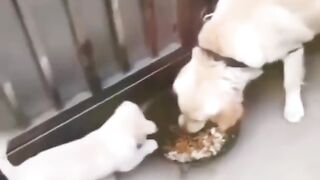 Смешные видио про животных