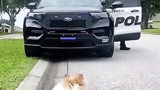 Dog Boss