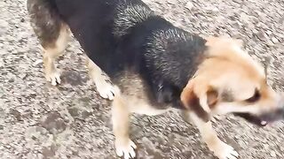 Dog????????