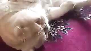 Big cat 2