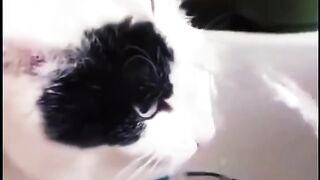 These Funny CATS Will Make Your Day - Funniest Cat Videos #cat #funny #funnycats #funnyshorts #funnyvideo #shortvideo #short #shorts 2