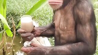 Business Monkey Xa Xa Xa