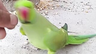 Sweet parrot by pet lovers choice.