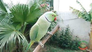 Parrot new video 2023,