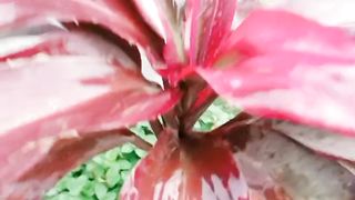 Flowers in Spring