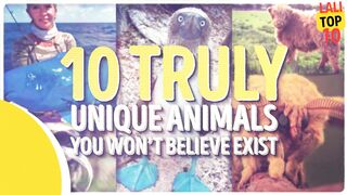 10 Unique Animals You Won’t Believe Exist in Hindi Urdu #lalitop10