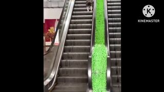 Funny pet cats