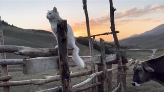 naughty Cat
