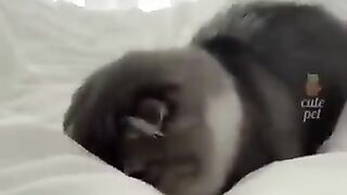 Kitten Shorts Go Viral