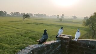 Pigeon video
