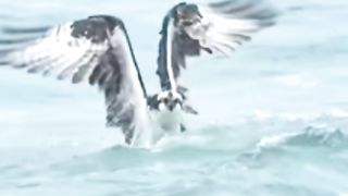Eagles Catching Fish