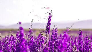beautiful flower
