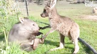 Robert and  kangaro kid
