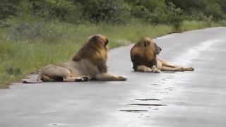 Real lion videos 2023,