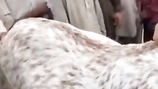 Bakre aur Iske malik ka pyar Dekho