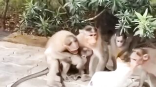 Funny Monkey ???? Video