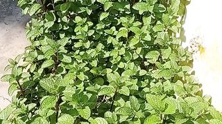 Guess the Plant???