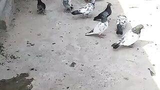kabutar viral video ???? subscribe my channel