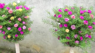 How to make a great Vertical Garden for a small Garden with Plastic Bottles.