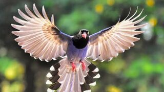 Nature and wildlife video_bird and animal is beautiful creature on our planet