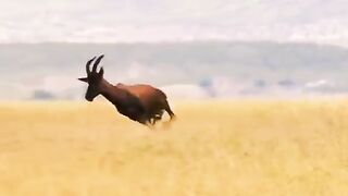 LION BEHIND DEER
