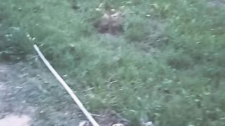 Short video, amazing video, interested shorts