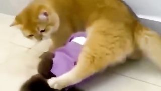Funny cats