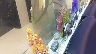 Fish Emporium| Different size & color fishes