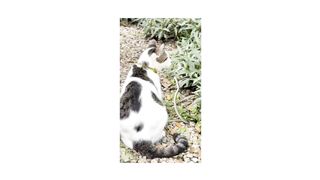 #snake cat kanfu???????????? subscribe and comment.