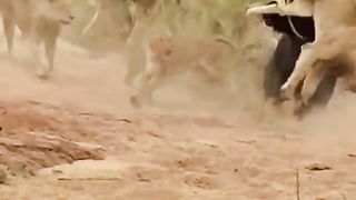 BUFFALO  FIGHT