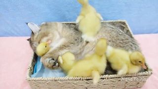 Kitten plays with duckling so cute
