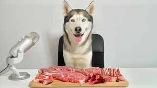 ASMR dog eating steak MUKBANG