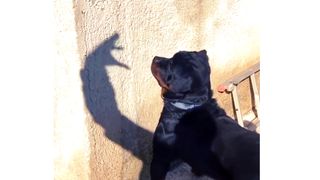 Dog n Master