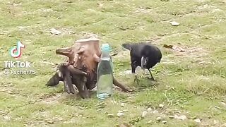 Thirsty crow