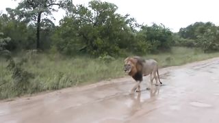 Lions enjoy rain day video 2023,