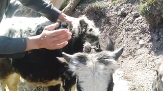 Very funny video with beautiful small ox and cows