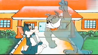 Billi | Aur | Kuttay | Ki | Laraai | بلی اور کتے کی لڑائی