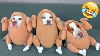 Funny Animal Videos 2023 ???? - Best Dogs And Cats Videos ????????