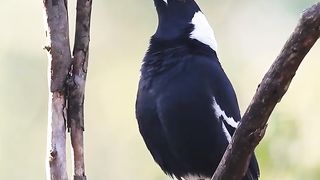 Nature status video