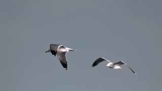 Launch safari the Bay of Bengal with the beautiful flying birds