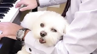 Beautiful dog ????