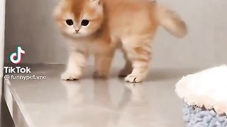 Cat video